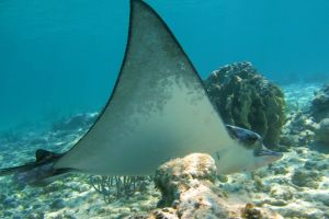 Turtle Bay Express Private Tour