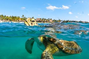Private Tulum Ruins, Akumal Turtles & Cenote Adventure