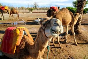 Private Marrakech Day Trip from Casablanca with Camel Ride