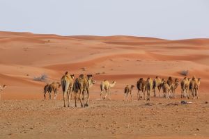 Abu Dhabi Morning Desert Safari with Camel Ride & Sandboarding