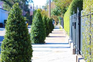 Garden District Walking Tour