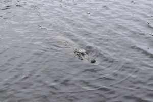 90-Minute Jean Lafitte Swamp and Bayou Tour