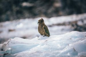 Queenstown to Christchurch 2-Day Tour via Franz Josef