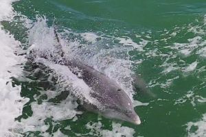 Laguna Madre Bay Dolphin Watching and Fireworks Cruise