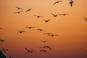 Vancouver Sunset Whale Watching Adventure