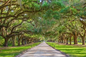 Boone Hall Plantation Day Tour with Transportation