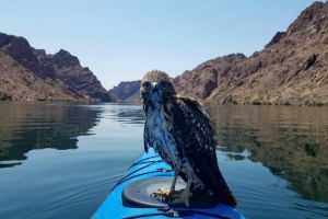 Grand Canyon Helicopter and Kayak Adventure