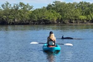 Sarasota Dolphin & Manatee Adventure