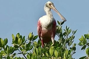 Dolphin and Manatee Kayak Tour