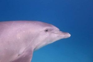 Sharm El Sheikh Dolphin Watching Adventure