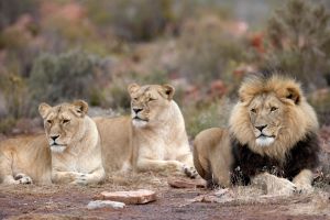 Private Safari Tour at Aquila Game Reserve