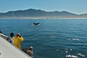 Hermanus Whale Watching & Penguin Tour
