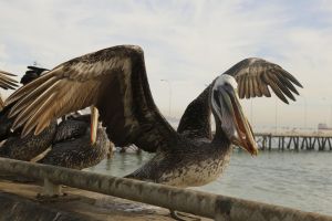 Valparaiso & Casablanca Valley Wine Tour