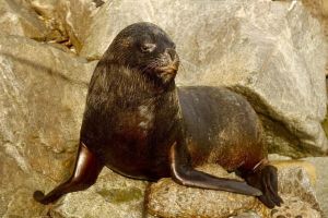 Valparaiso and Casablanca Valley Shore Excursion