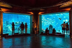 Dubai Mall Aquarium & Underwater Zoo Tickets