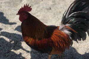 Self-Guided Culebra Island Day Trip