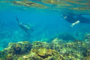 Nā Pali Coast Snorkel Adventure
