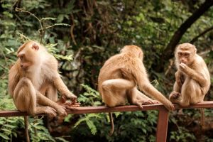 Batu Caves, Bukit Melawati & Fireflies Tour