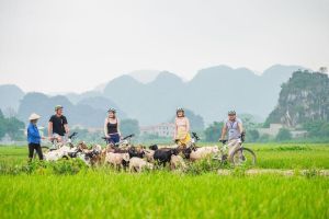Hoa Lu Tam Coc Full-Day Tour