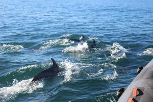 Faro Dolphin Watching Tour