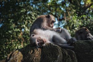 Ubud Cultural Exploration Tour