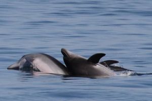 Sardinia Sunset Dolphin Watching Cruise