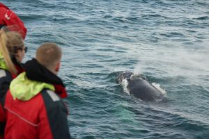 Reykjavik Whale Watching & Northern Lights Combo