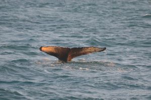Midnight Sun Whale Watching Cruise