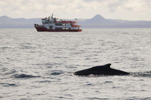 Reykjavik Whale Watching Adventure