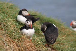 Whale and Puffin Watching Tour