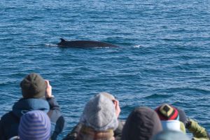 Whale Watching & Golden Circle Tour