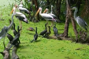 Mekong Delta 3-Day Floating Markets & Tra Su Forest Tour