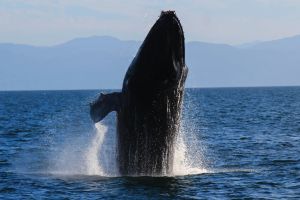 ChicaFun 1 Private Yacht Charter