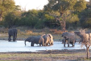 7-Day Luxury Okavango Odyssey Safari in Botswana