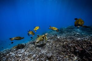 Maui Express Snorkel Tour