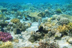 Sataya Reefs Dolphin Snorkel Cruise with Lunch
