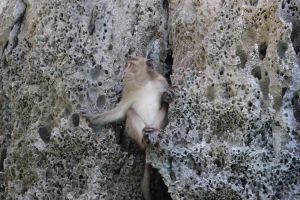 Phi Phi Islands Snorkeling Adventure