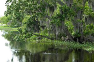 90-Minute Jean Lafitte Swamp Tour