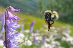 Alaska Wilderness & Wildlife Tour