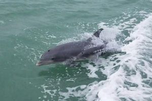 1-Hour Dolphin Dash Tour