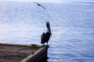 Crystal River Manatee Viewing Cruise