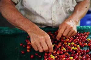 Kona Cloud Forest, Coffee & Sea Turtles Tour