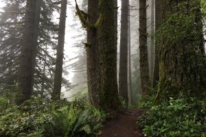 Silver Falls Waterfall Hiking Tour