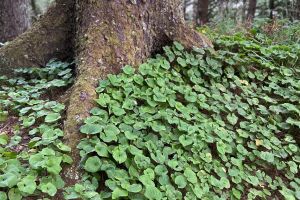 Cannon Beach Hiking Tour