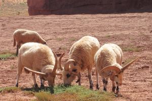 Monument Valley Cultural 4×4 Tour