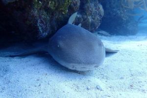 Half-Day Scuba Diving in Florida Keys