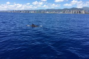 Moana’s Waikīkī Whale Watching Exploration