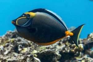 Waikiki Wildlife-Spotting Catamaran Snorkeling Tour