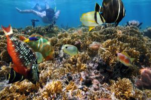 Oahu Half-Day Land and Sea Adventure