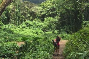 Waikiki Self-Guided Rainforest Waterfall Hike with Shuttle